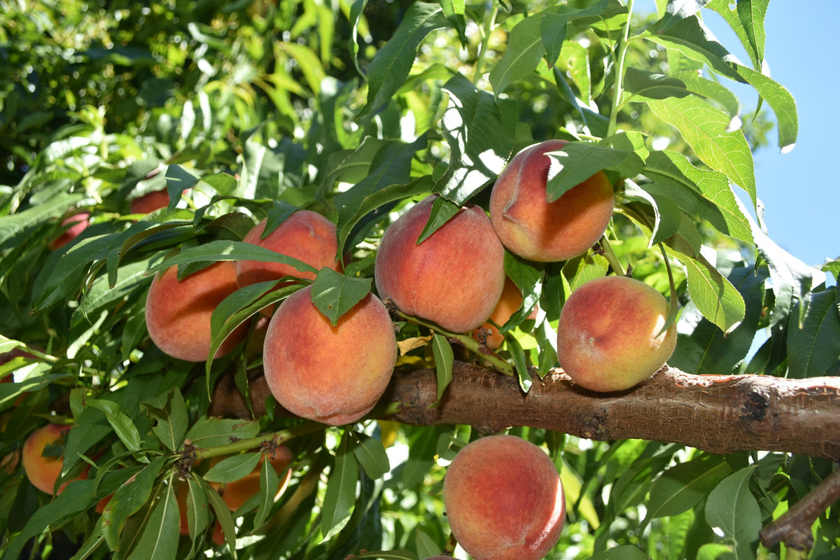 Melocotones maduros en el árbol